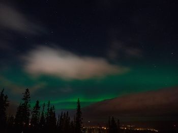 Low angle view of trees against sky at night