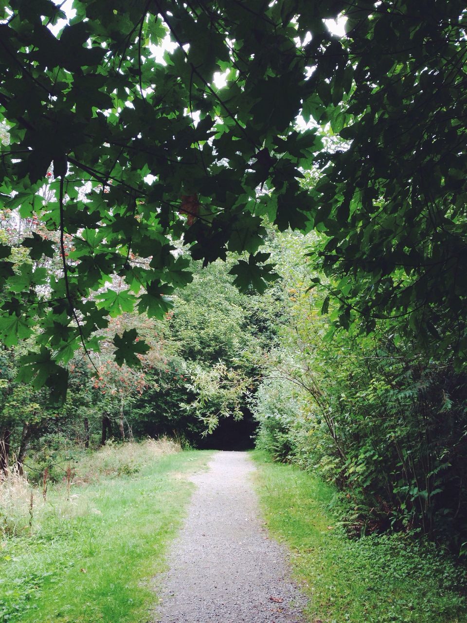 the way forward, tree, green color, diminishing perspective, growth, tranquility, grass, vanishing point, footpath, nature, tranquil scene, narrow, pathway, plant, branch, beauty in nature, road, walkway, lush foliage, empty