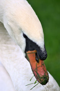 White swan after a mouthful of grass
