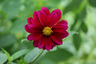 Close-up of pink flower