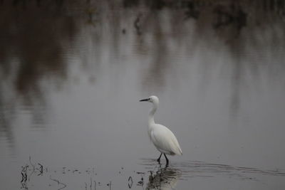 Bird in a lake