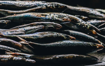 Group of freshness sardine.