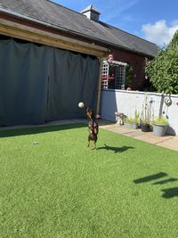 Dachshund jumping for a ball.