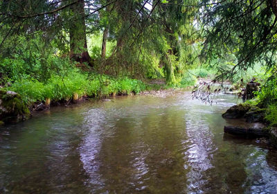 Scenic view of river amidst trees in forest