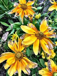 High angle view of yellow daisy blooming outdoors