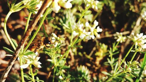 Close-up of bee pollinating on flower