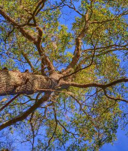 Low angle view of trees against sky