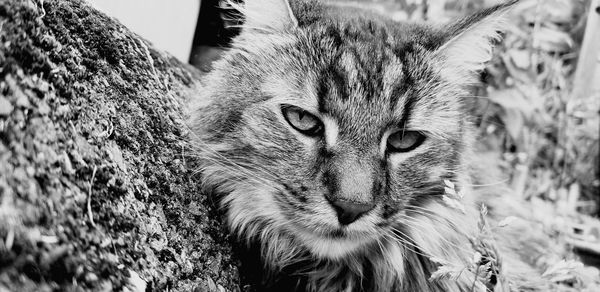 Close-up portrait of a cat