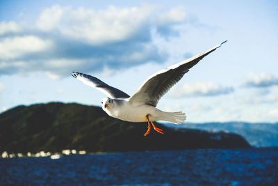 Close-up of seagull flying over sea against sky