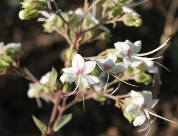 Close-up of plant