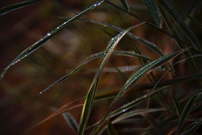 Close-up of grass growing on field