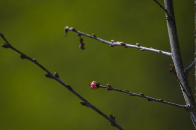 Close-up of barbed wire on plant
