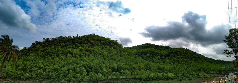 Low angle view of trees against sky