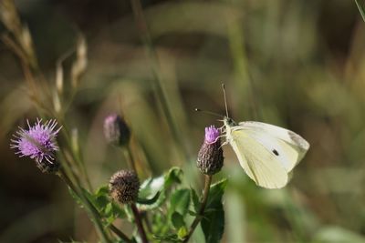 Close-up of butterfly pollinating on purple flower