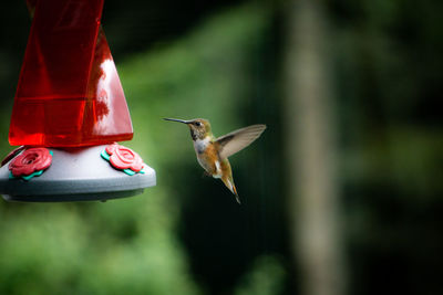 Bird flying over feeder