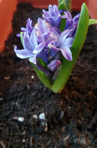 Close-up of flowers blooming outdoors