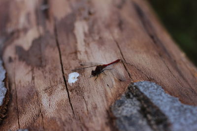 Close-up of ant on wood