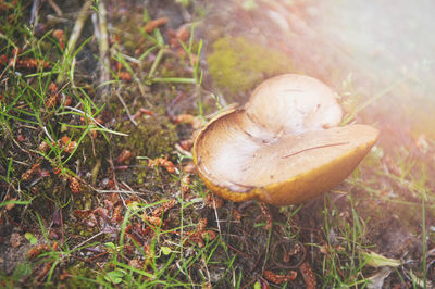 Close-up of mushroom on field