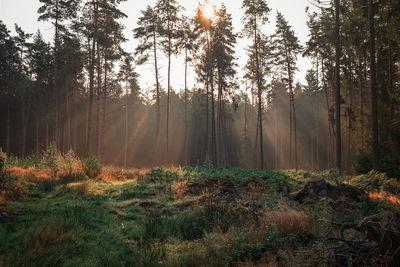 Trees in forest