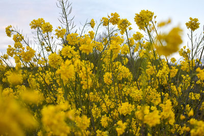 Yellow flowering plants on field