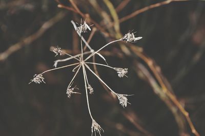 Close-up of dead plant on snow