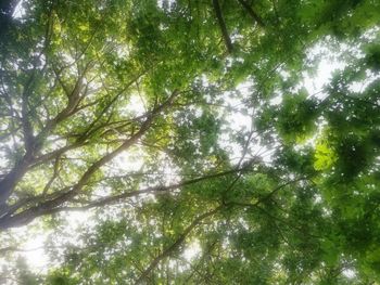 Low angle view of trees in forest