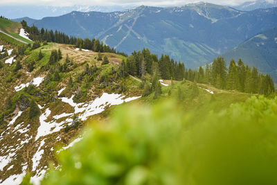 Scenic view of pine trees on mountain