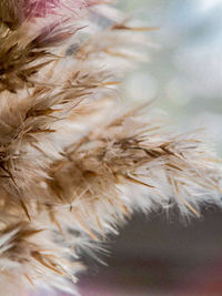 Close-up of flowering plant