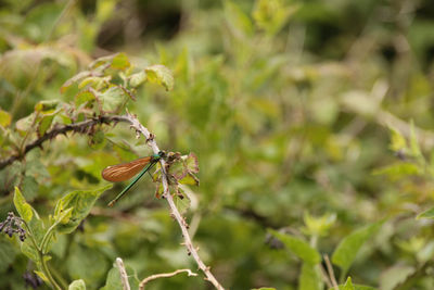 Close-up of insect on flower