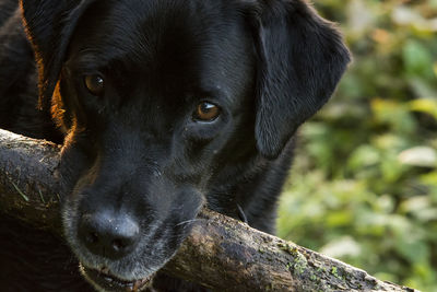 Close-up portrait of black dog