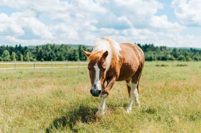 Horses in a field