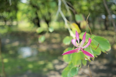 Close-up of pink flowering plant