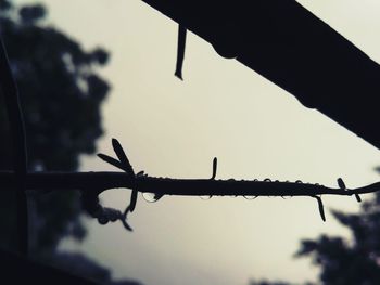 Close-up of silhouette barbed wire against sky