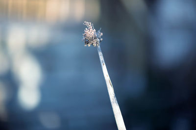 Close-up of frost on plant