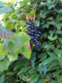 Close-up of fruits hanging on tree