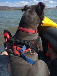 Midsection of man with dog by sea