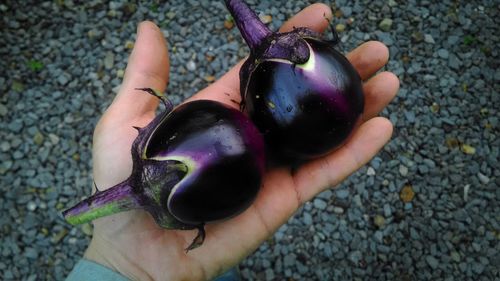 Close-up of hand holding fruit