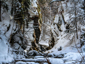 Snow covered trees in forest