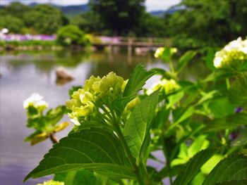 Close-up of flowering plant