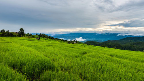 Scenic view of agricultural field against sky