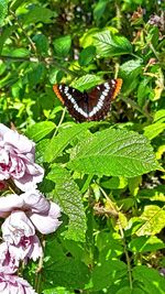 Close-up of butterfly on leaf