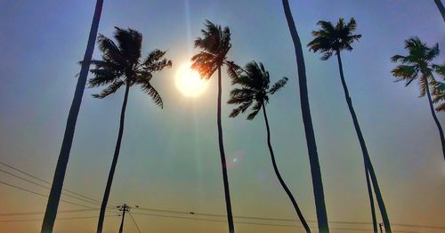 Low angle view of palm trees against sky during sunset