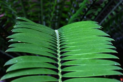 Close-up of green leaves