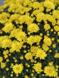 Close-up of yellow flowering plants