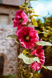 Close-up of pink hibiscus flower