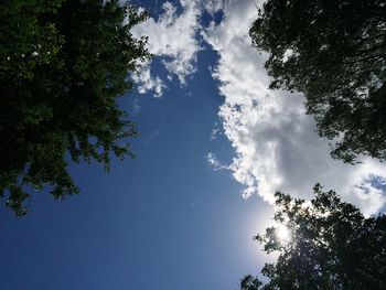 Low angle view of trees against blue sky