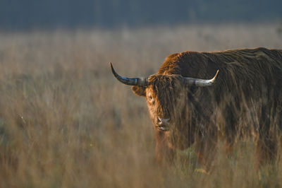 Close-up of scottish highland cow standing on field