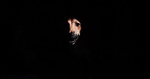 Portrait of dog against black background