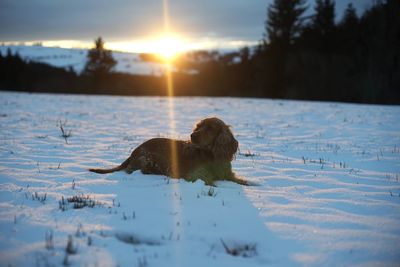 View of dog on snow covered land