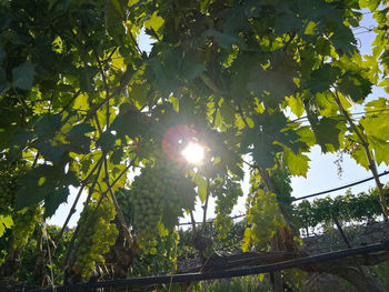 Low angle view of sunlight streaming through tree